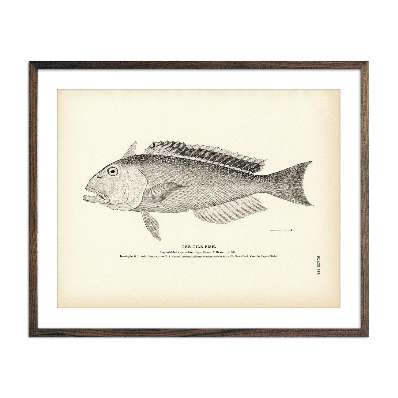 Fish – Poster Museum