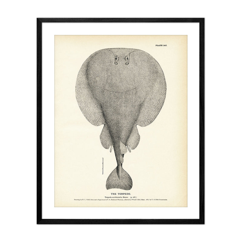 Torpedo Art Print - Muir Way - Fisheries