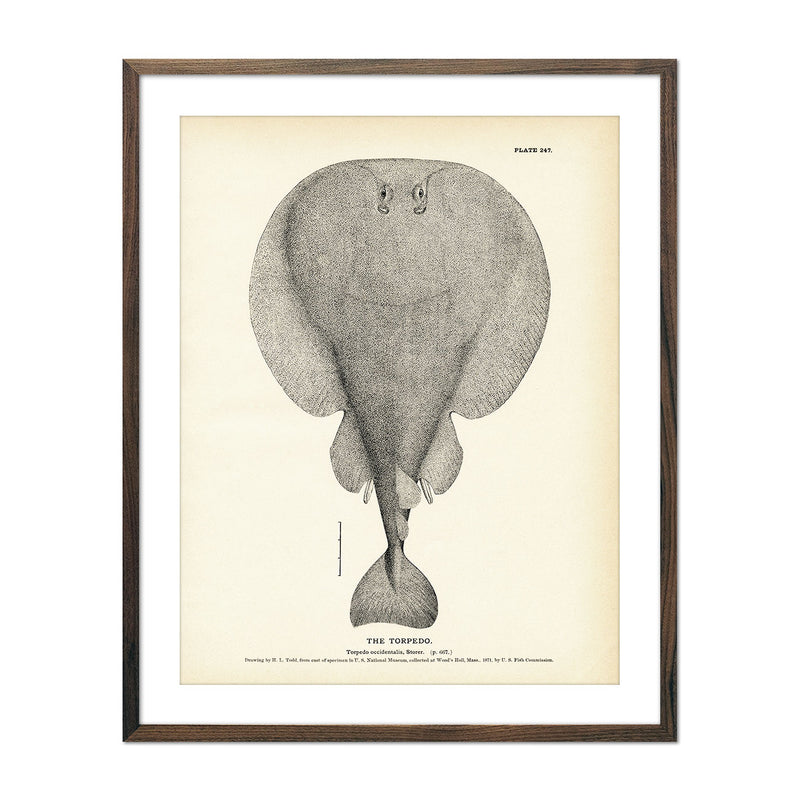 Torpedo Art Print - Muir Way - Fisheries