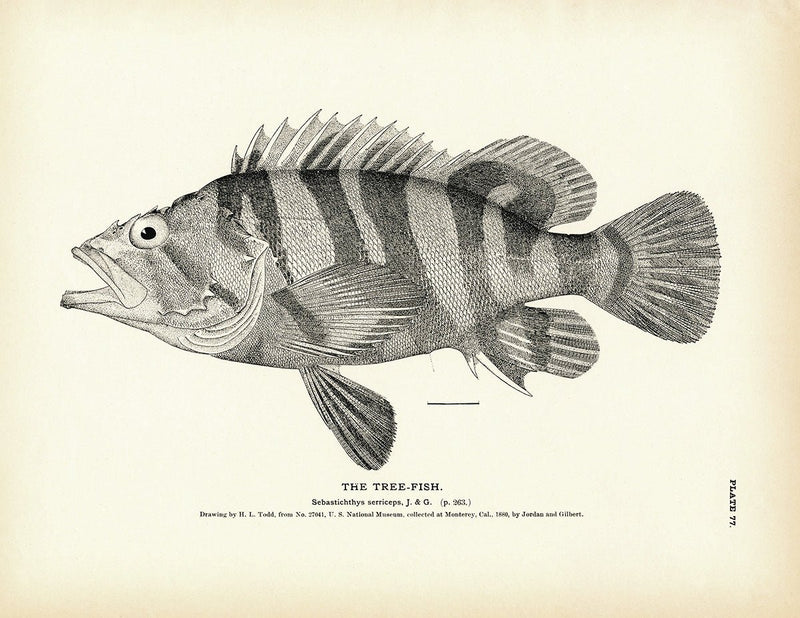 Tree - Fish Art Print - Muir Way - Fisheries