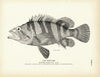 Tree-Fish Art Print