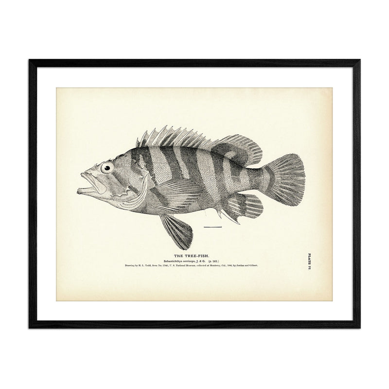 Tree - Fish Art Print - Muir Way - Fisheries