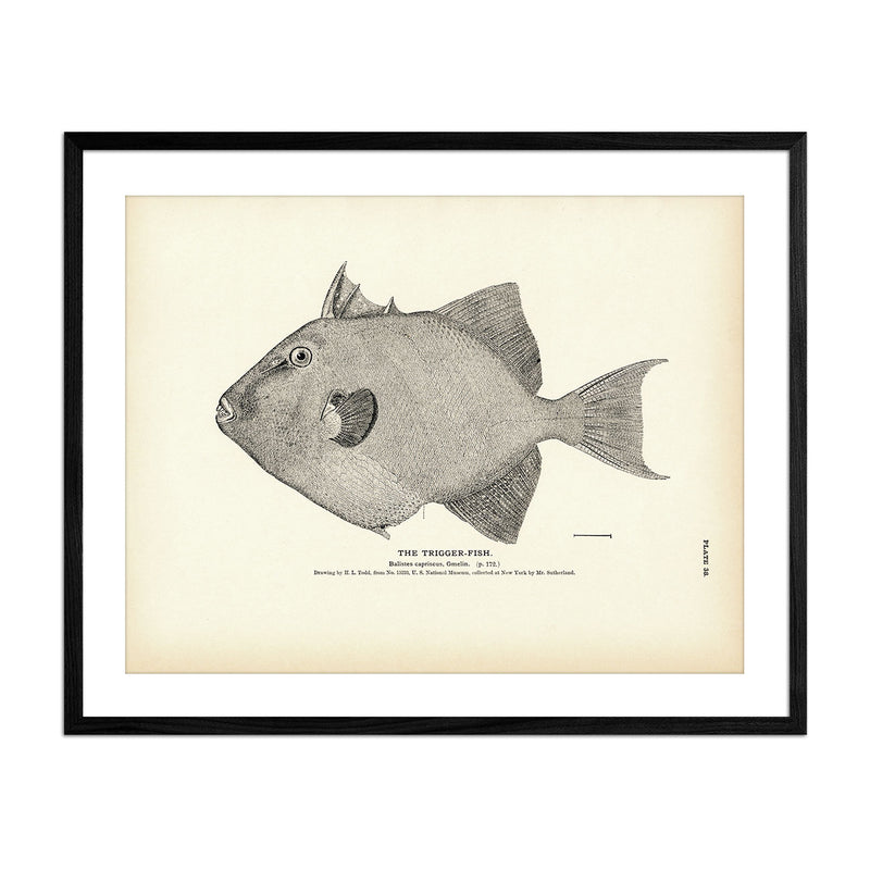 Trigger - Fish Art Print - Muir Way - Fisheries