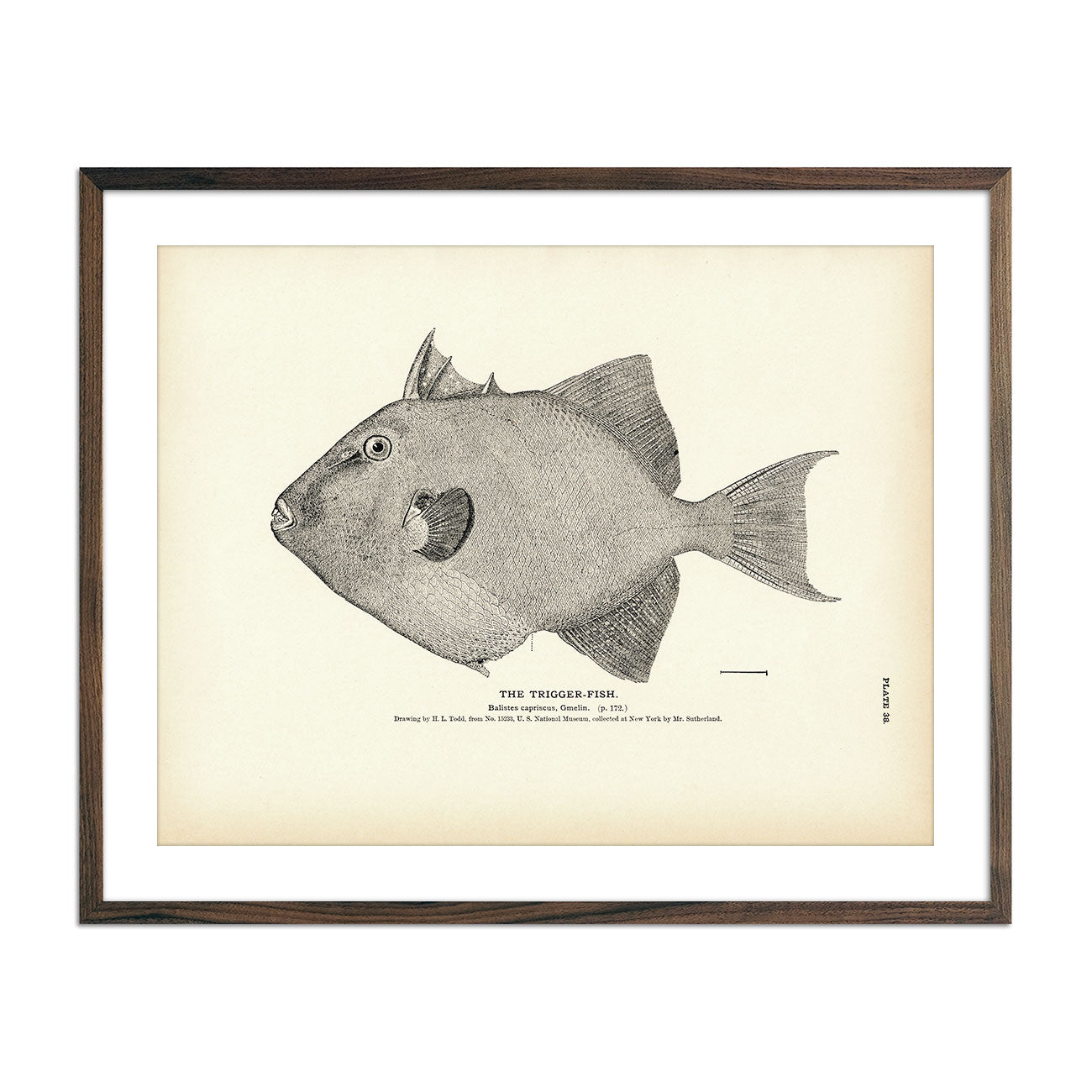 Vintage Trigger-Fish print