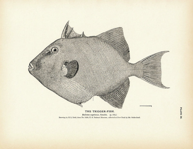 Trigger - Fish Art Print - Muir Way - Fisheries