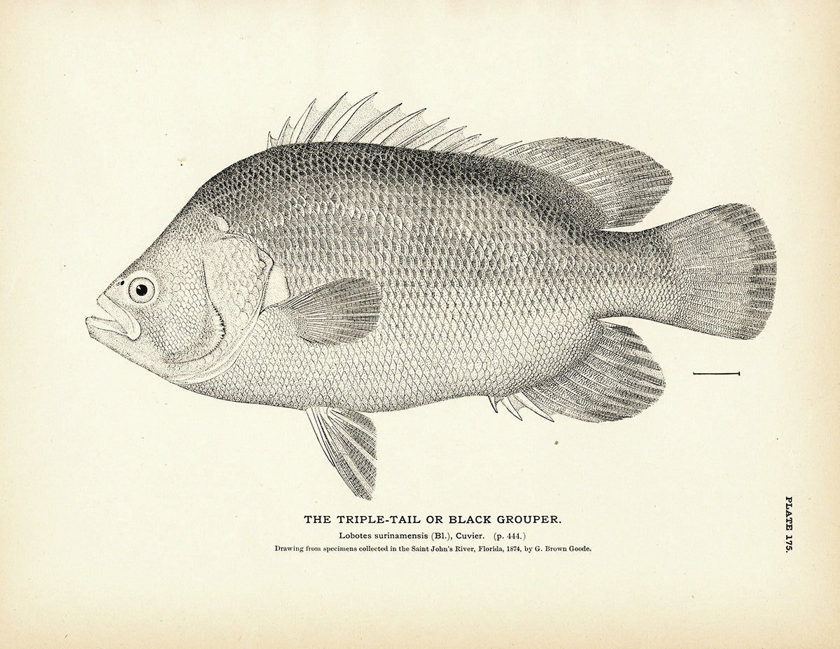Triple-Tail (Black Grouper) - 1884 Print | Muir Way