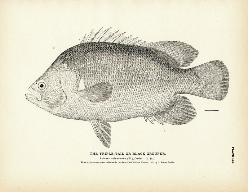 Triple - Tail (Black Grouper) Art Print - Muir Way - Fisheries