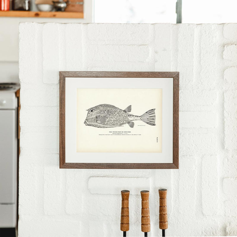 Trunk - Fish (Cow - Fish) Art Print - Muir Way - Fisheries