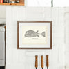 Trunk-Fish (Cow-Fish) Art Print