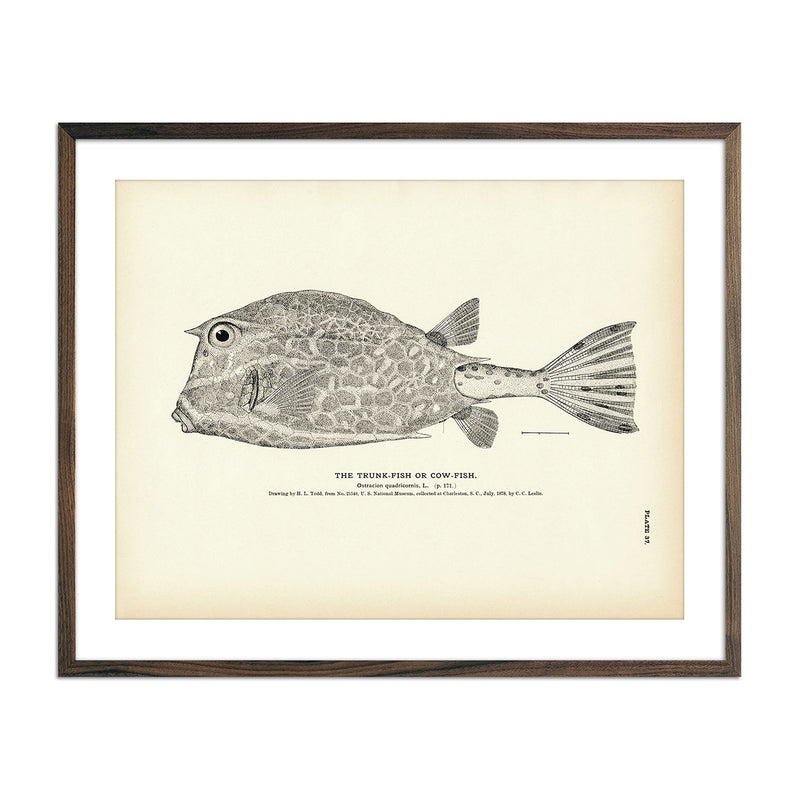 Trunk - Fish (Cow - Fish) Art Print - Muir Way - Fisheries