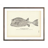 Vintage Trunk-fish print