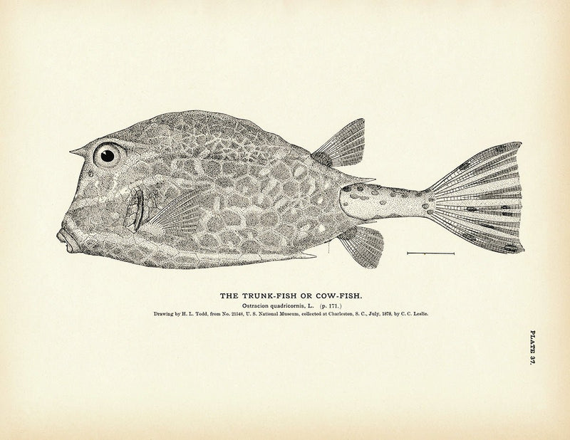 Trunk - Fish (Cow - Fish) Art Print - Muir Way - Fisheries
