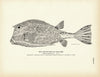 Trunk-Fish (Cow-Fish) Art Print