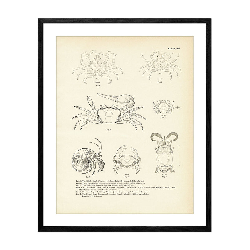 Various Crabs Art Print - Muir Way - Fisheries