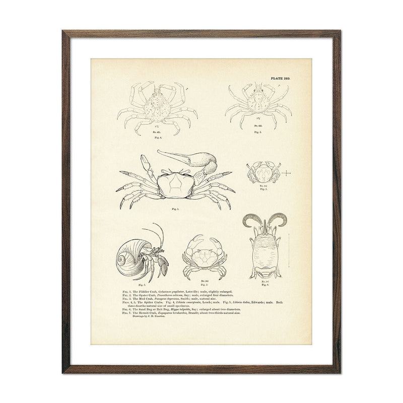 Various Crabs Art Print - Muir Way - Fisheries