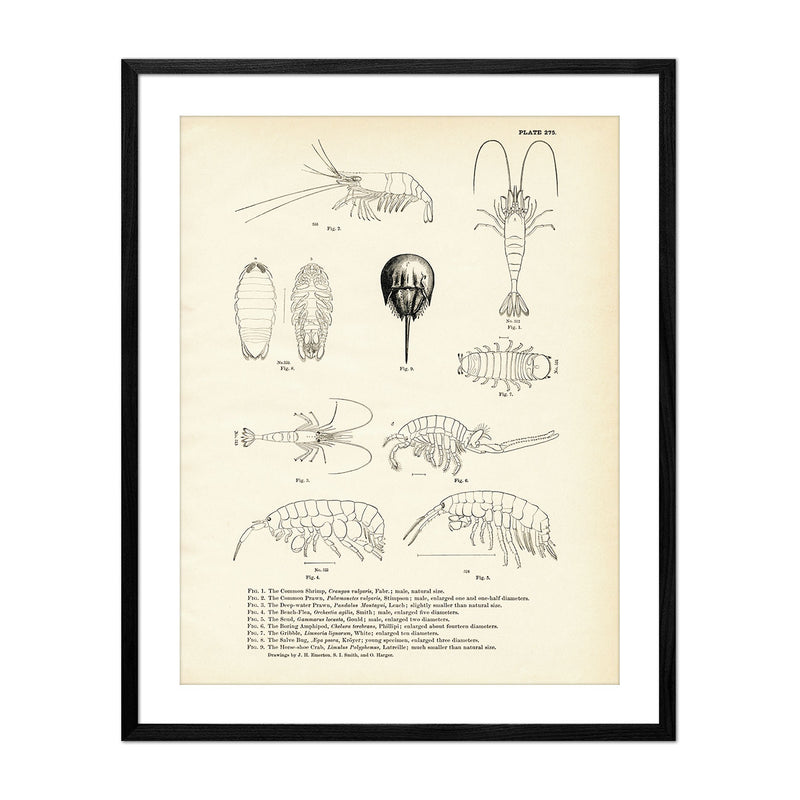 Various Sea Creatures - Set 1 Art Print - Muir Way - Fisheries