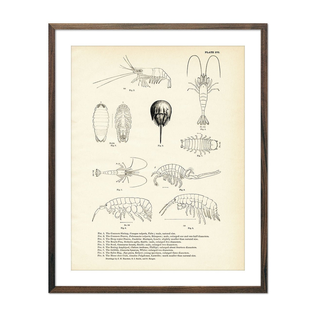 Various Sea Creatures - Set 1 - 1884 Print | Muir Way