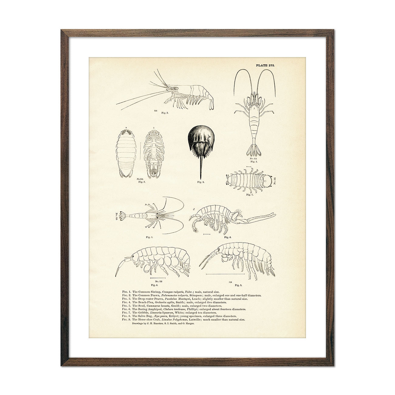 Vintage Various Sea Creatures - Set 1 fish print