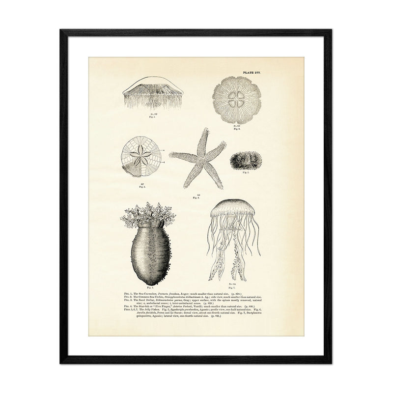 Various Sea Creatures - Set 2 Art Print - Muir Way - Fisheries