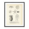 Various Sea Creatures - Set 2 Art Print