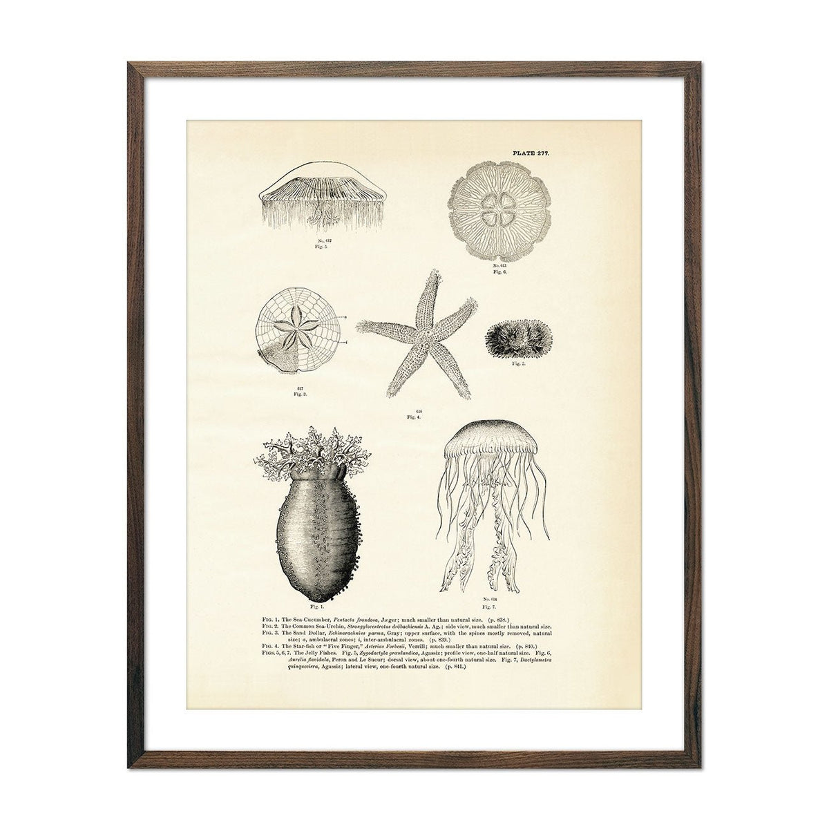 Various Sea Creatures - Set 2 - 1884 Print | Muir Way