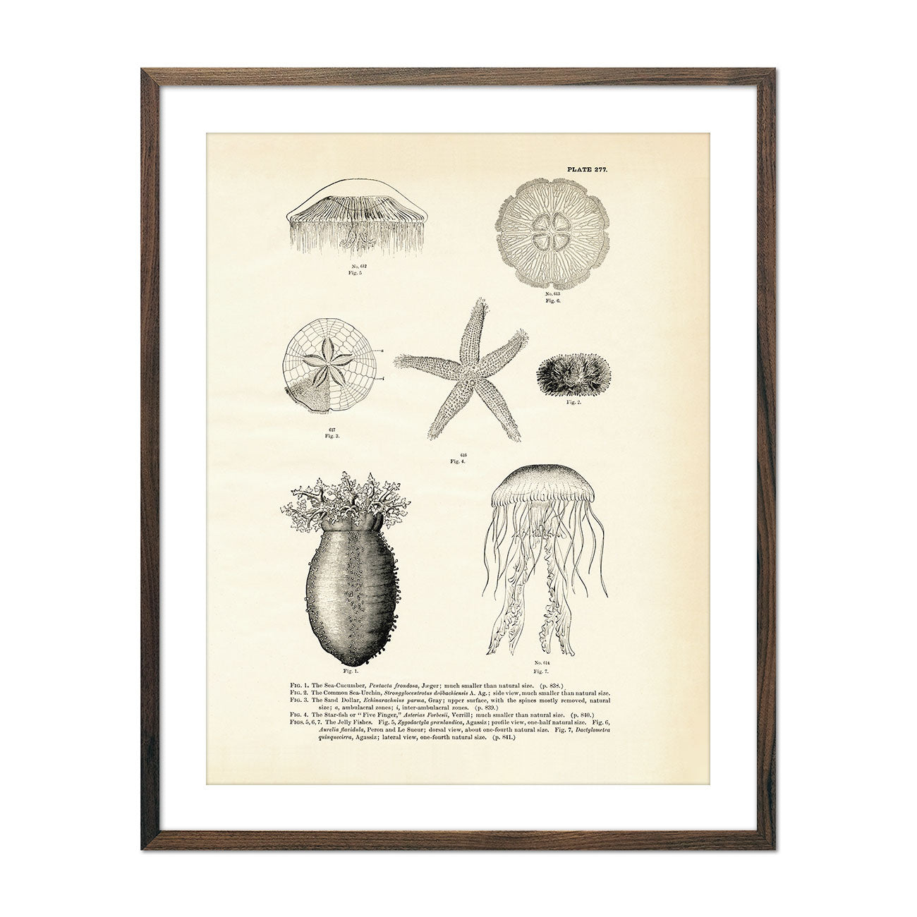Vintage Various Sea Creatures - Set 2 fish print