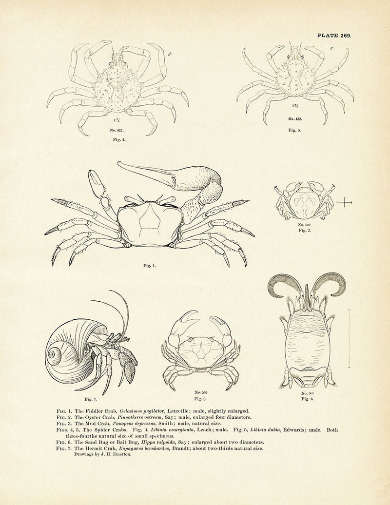 Various Crabs Art Print - Muir Way - Fisheries