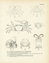 Various Crabs Art Print