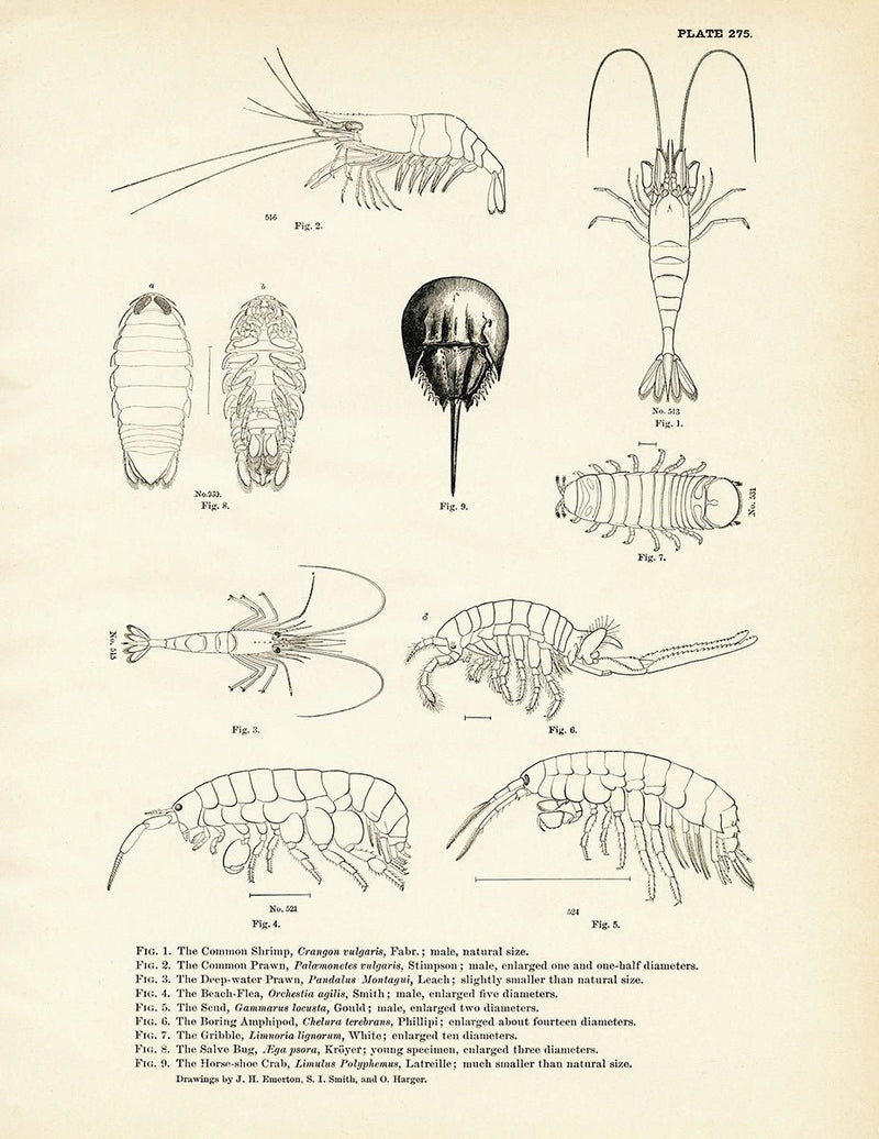 Various Sea Creatures - Set 1 Art Print - Muir Way - Fisheries