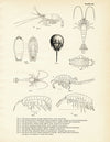 Various Sea Creatures - Set 1 Art Print