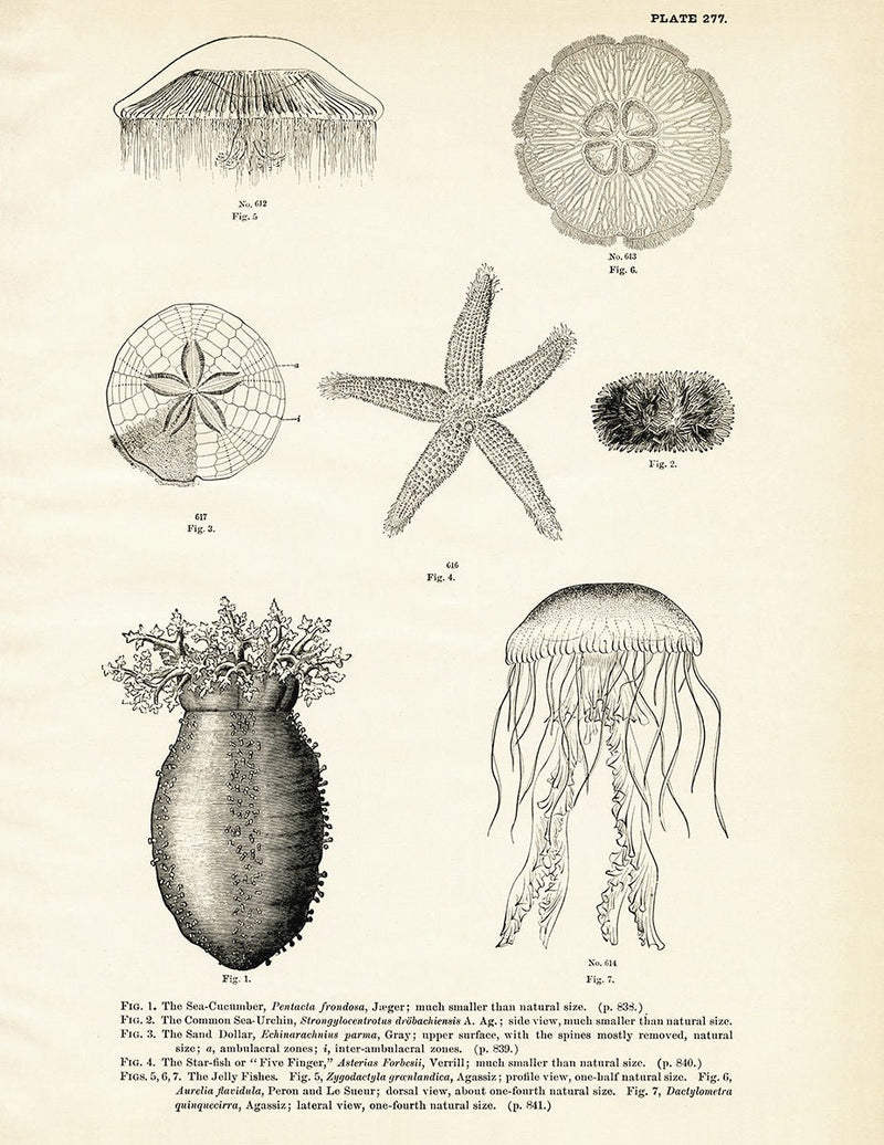 Various Sea Creatures - Set 2 Art Print - Muir Way - Fisheries