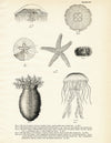 Various Sea Creatures - Set 2 Art Print