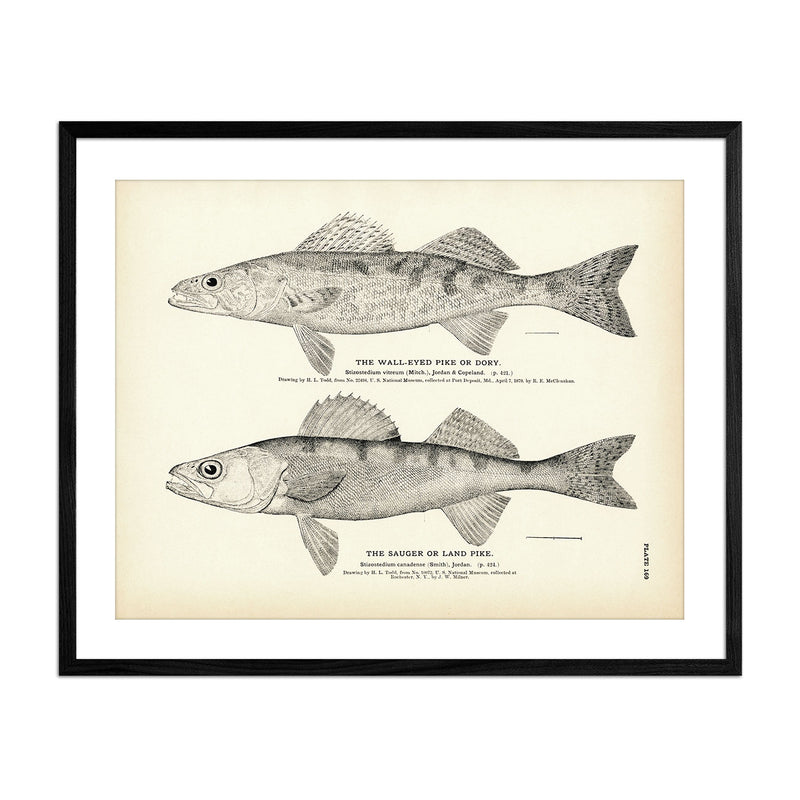 Wall - Eyed Pike (Dory) and Sauger (Land Pike) Art Print - Muir Way - Fisheries