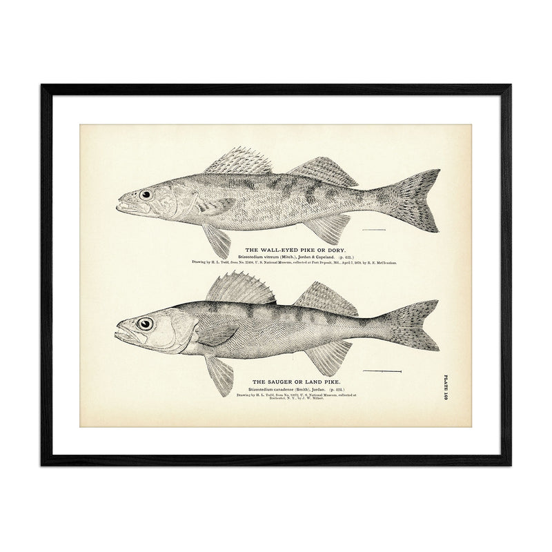Vintage Wall-Eyed Pike and Sauger fish print