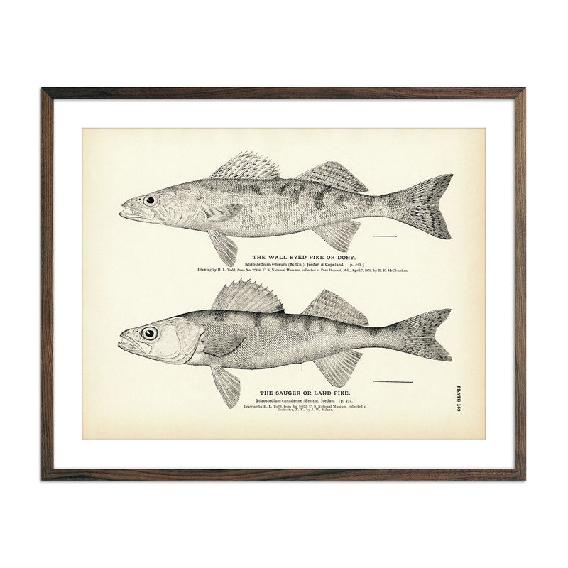 Wall - Eyed Pike (Dory) and Sauger (Land Pike) Art Print - Muir Way - Fisheries