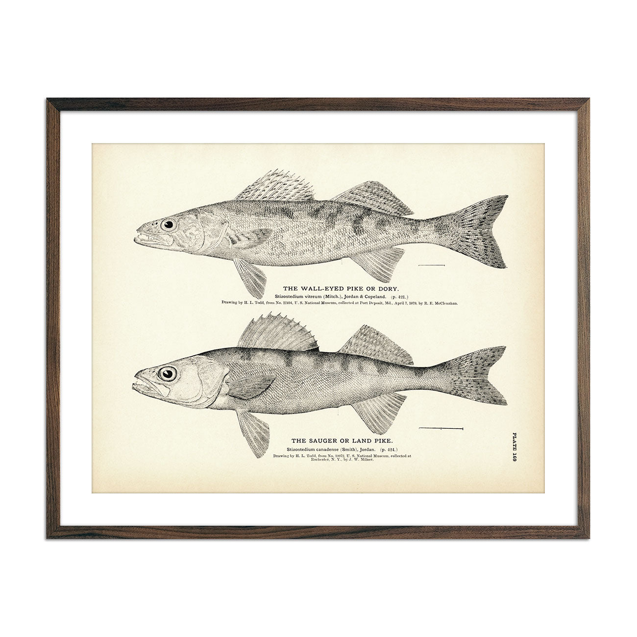Vintage Wall-Eyed Pike and Sauger fish print