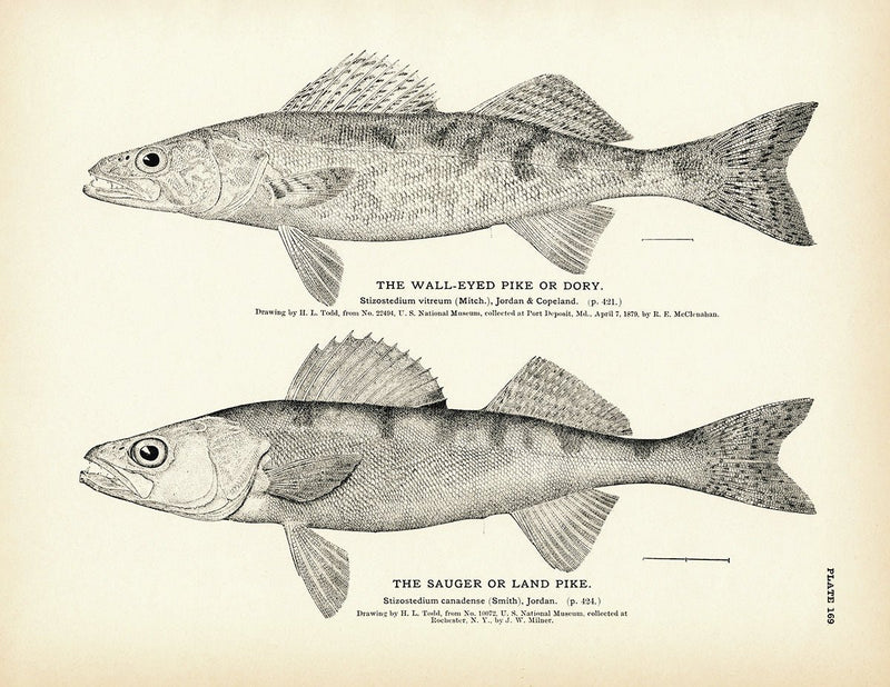 Wall - Eyed Pike (Dory) and Sauger (Land Pike) Art Print - Muir Way - Fisheries