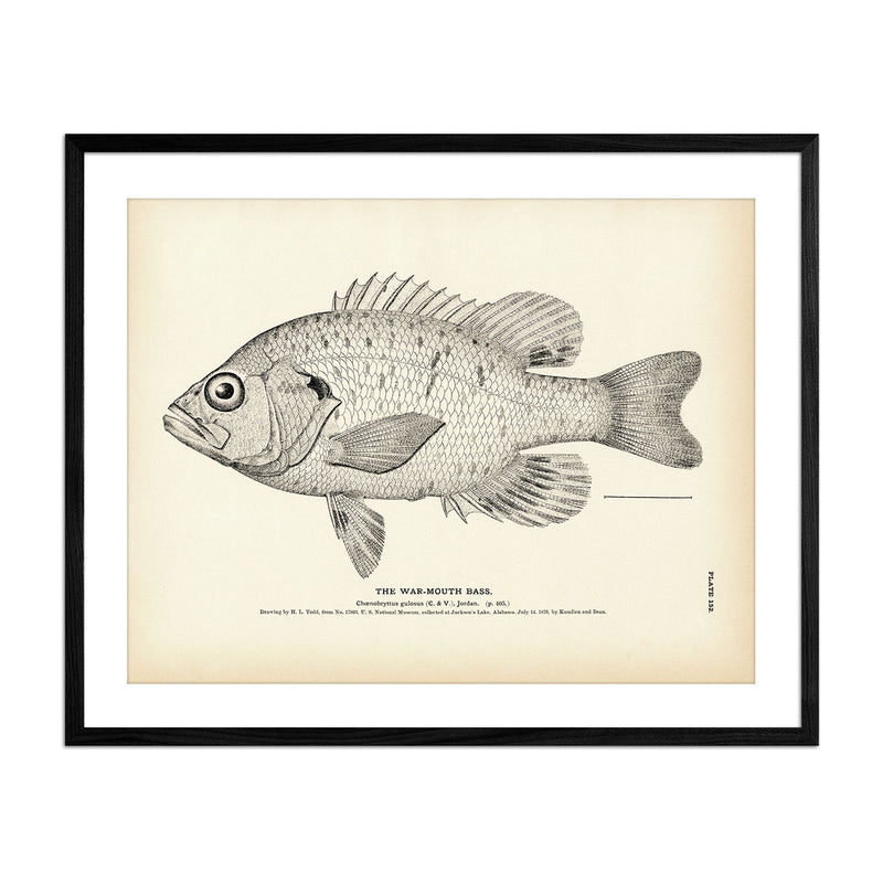 War - Mouth Bass Art Print - Muir Way - Fisheries
