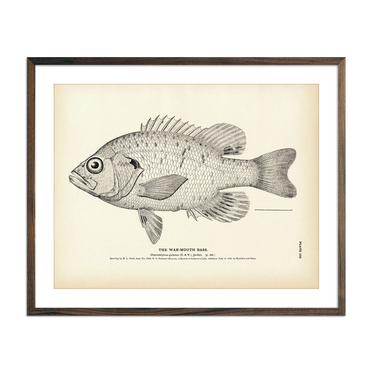 Vintage War-Mouth Bass fish print