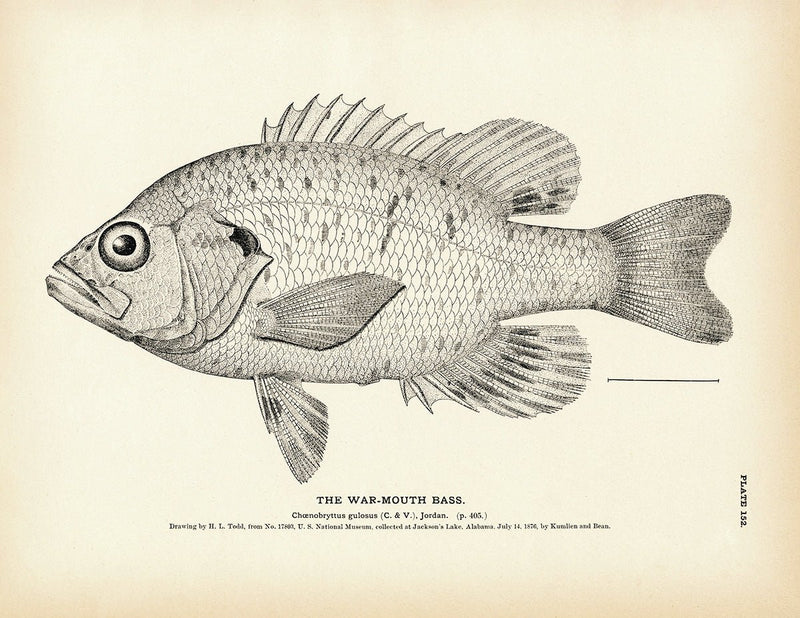 War - Mouth Bass Art Print - Muir Way - Fisheries