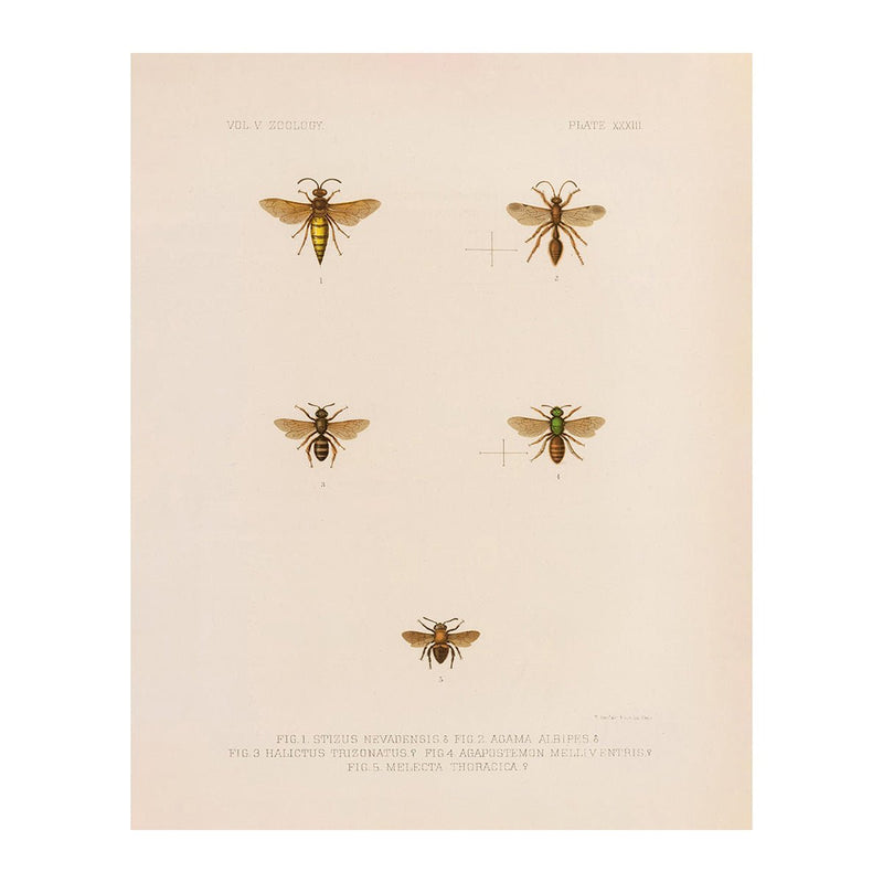 Wasps and Bees Art Print - Muir Way - Animals