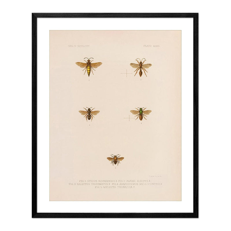 Wasps and Bees Art Print - Muir Way - Animals