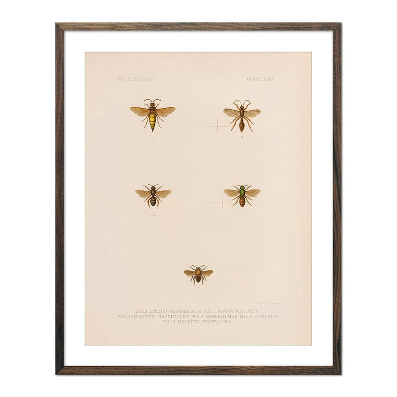 Wasps and Bees Art Print - Muir Way - Animals