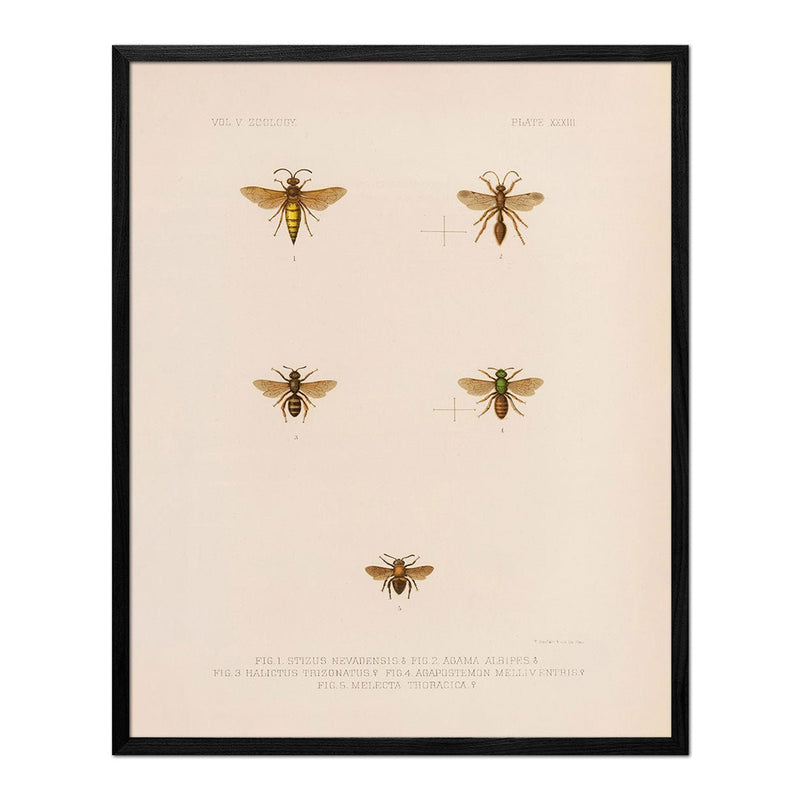Wasps and Bees Art Print - Muir Way - Animals