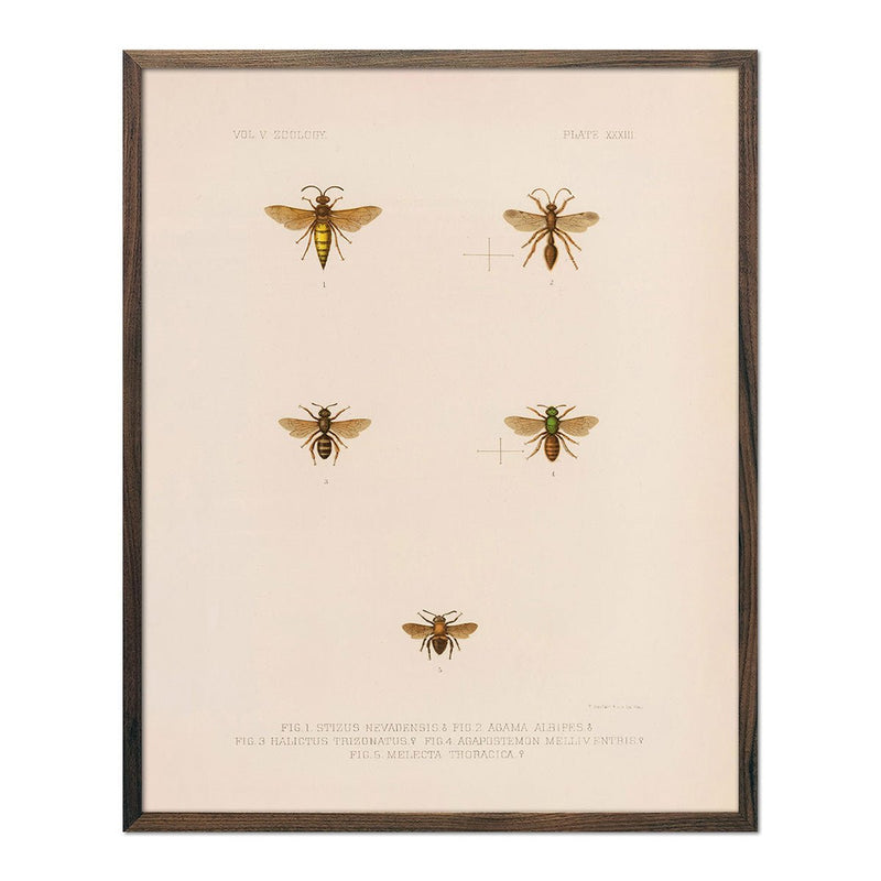 Wasps and Bees Art Print - Muir Way - Animals