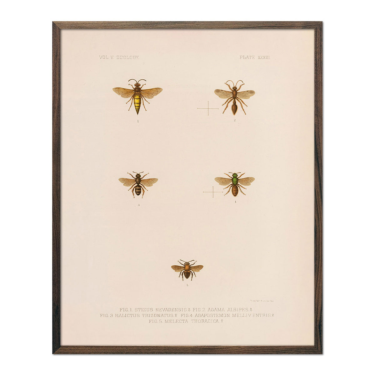 Wasps and Bees Art Print