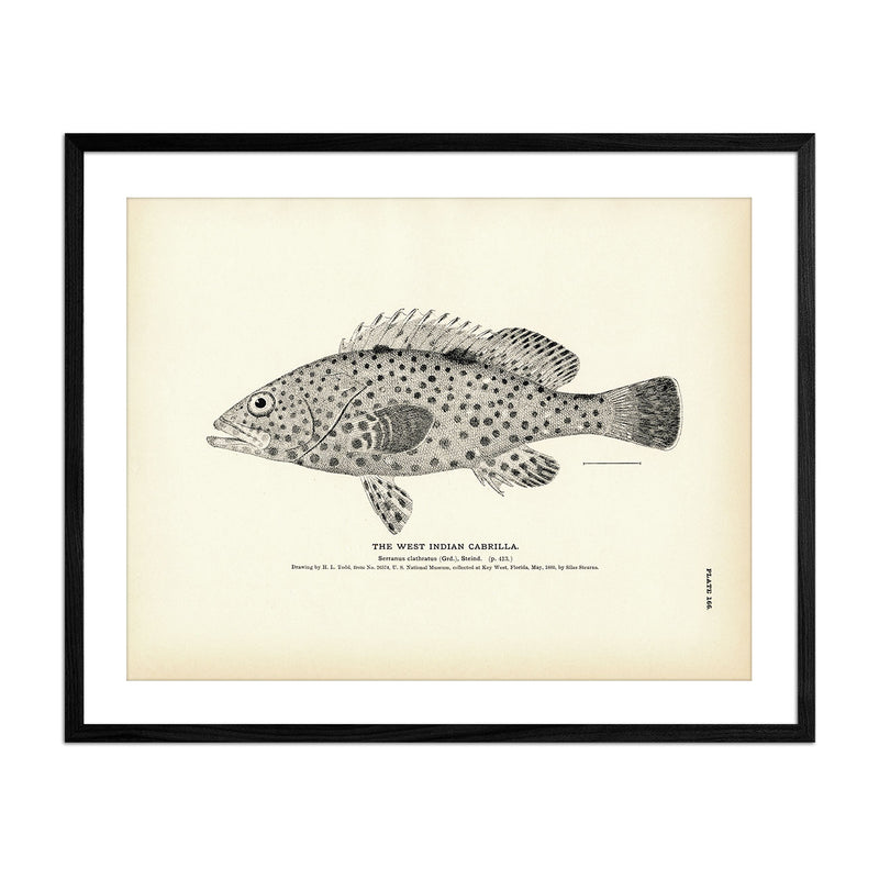 West Indian Cabrilla Art Print - Muir Way - Fisheries