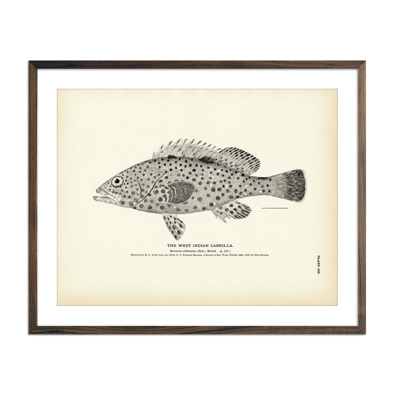 Vintage West Indian Cabrilla fish print