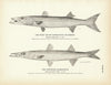 West Indian Barracouta (Sennet) and Northern Barracouta Art Print
