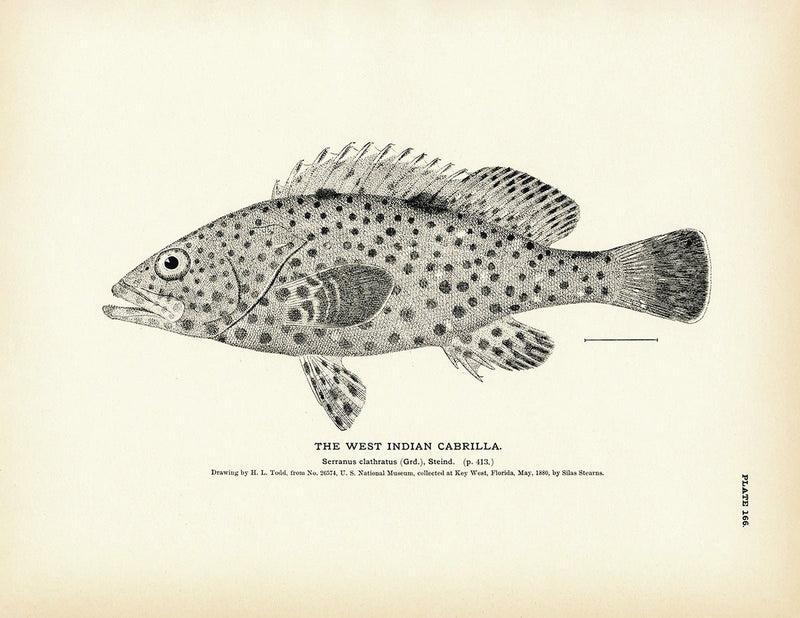 West Indian Cabrilla Art Print - Muir Way - Fisheries